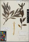 Foto von Salix hegetschweileri Heer x Salix laggeri Wimm.